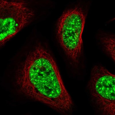 Immunocytochemistry/Immunofluorescence: CIP29 Antibody [NBP1-88084] - Staining of human cell line U-2 OS shows localization to nuclear speckles.