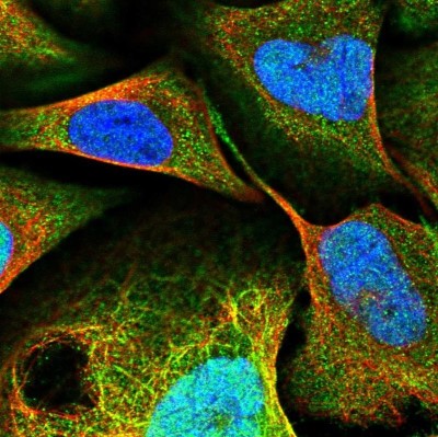 Immunocytochemistry/Immunofluorescence: PRC1 Antibody [NBP1-88856] - Staining of human cell line U-2 OS shows localization to nucleoplasm, plasma membrane & microtubules.