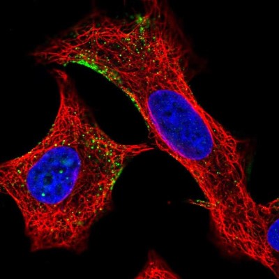 Immunocytochemistry/Immunofluorescence: ELMO2 Antibody [NBP1-84554] - Immunofluorescent staining of human cell line A549 shows localization to cytosol.