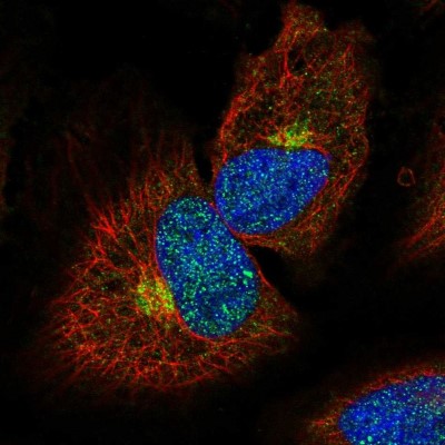 Immunocytochemistry/Immunofluorescence: MPPE1 Antibody [NBP1-86089] - Immunofluorescent staining of human cell line HeLa shows localization to nucleoplasm & the Golgi apparatus.