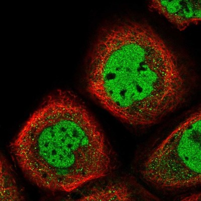 Immunocytochemistry/Immunofluorescence: EMI1 Antibody [NBP1-84850] - Immunofluorescent staining of human cell line A-431 shows localization to nucleoplasm.