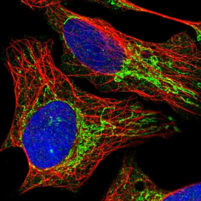 Immunocytochemistry/Immunofluorescence: PNPT1 Antibody [NBP2-38211] - Immunofluorescent staining of human cell line U-2 OS shows localization to mitochondria.