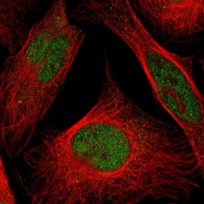 Immunocytochemistry/Immunofluorescence: CL-P1/COLEC12 Antibody [NBP2-33847] - Immunofluorescent staining of human cell line U-2 OS shows localization to nucleoplasm.