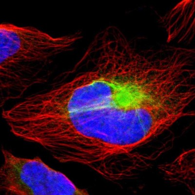 Immunocytochemistry/Immunofluorescence: RBM23 Antibody [NBP1-83857] - Immunofluorescent staining of human cell line U-2 OS shows localization to intermediate filaments.