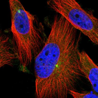 Immunocytochemistry/Immunofluorescence: PCYT2 Antibody [NBP1-83951] - Immunofluorescent staining of human cell line U-251 MG shows localization to centrosome.