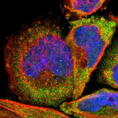 Immunocytochemistry/Immunofluorescence: RPL3 Antibody [NBP1-81332] - Immunofluorescent staining of human cell line A-431 shows localization to cytosol.