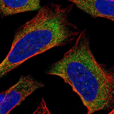 Immunocytochemistry/Immunofluorescence: PDCD5 Antibody [NBP1-82656] - Immunofluorescent staining of human cell line U-2 OS shows localization to cytosol.