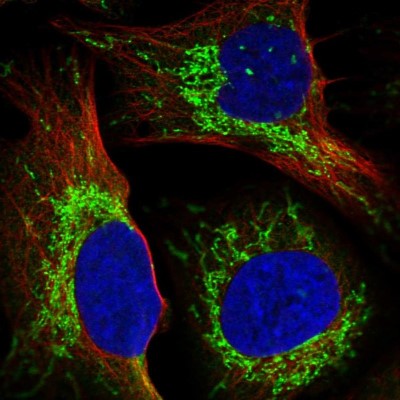 Immunocytochemistry/Immunofluorescence: GRSF1 Antibody [NBP1-89488] - Immunofluorescent staining of human cell line U-2 OS shows localization to mitochondria.