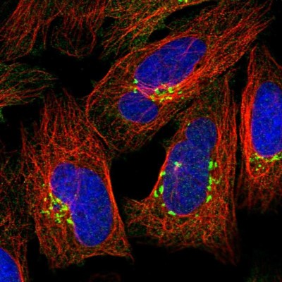 Immunocytochemistry/Immunofluorescence: GOLGA3 Antibody [NBP1-91952] - Immunofluorescent staining of human cell line U-2 OS shows localization to the Golgi apparatus.