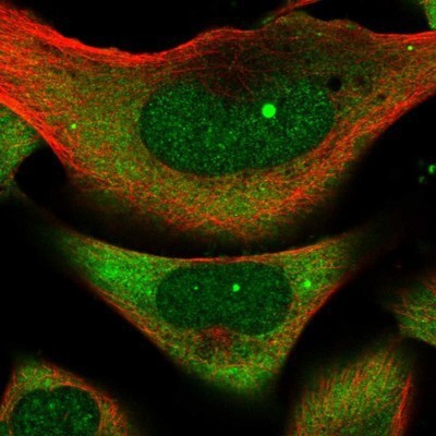 Immunocytochemistry/Immunofluorescence: PRAF1 Antibody [NBP1-89867] - Staining of human cell line U-251MG shows positivity in nucleoli and cytoplasm.
