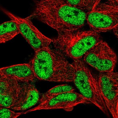 Immunocytochemistry/Immunofluorescence: PANP/PILR alpha associated neural protein Antibody [NBP1-90541] - Staining of human cell line SH-SY5Y shows localization to nucleoplasm.
