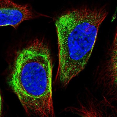 Immunofluorescence: RIPK5 Antibody [NBP1-92336] - Staining  of human cell line U-2 OS shows positivity in nucleus but not nucleoli and cytoskeleton (intermediate filaments).