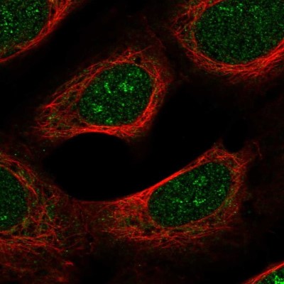 Immunocytochemistry/Immunofluorescence: SPTBN4 Antibody [NBP2-49131] - Staining of human cell line U-2 OS shows localization to nucleus, nucleoli & cytosol.