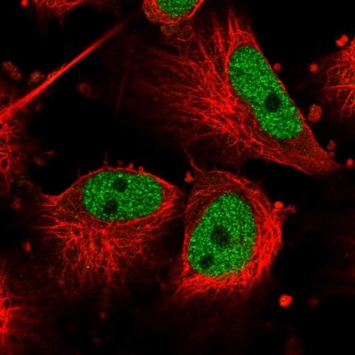 Immunocytochemistry/Immunofluorescence: Cdc27 Antibody [NBP1-89095] - Immunofluorescent staining of human cell line U-251 MG shows localization to nucleoplasm.