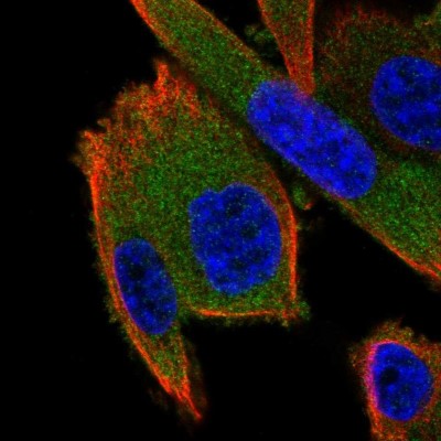 Immunocytochemistry/Immunofluorescence: GSPT2 Antibody [NBP1-91971] - Immunofluorescent staining of human cell line PC-3 shows localization to cytosol.
