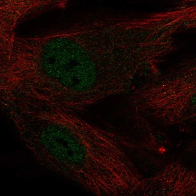 Immunocytochemistry/Immunofluorescence: KLF2 Antibody [NBP2-31619] - Staining of human cell line BJ shows localization to nucleoplasm.