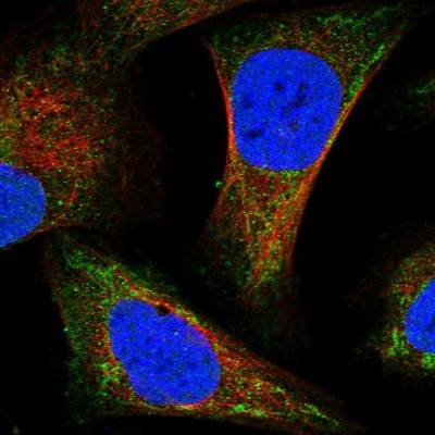 Immunocytochemistry/Immunofluorescence: IVD Antibody [NBP2-30578] - Immunofluorescent staining of human cell line U-2 OS shows localization to nucleoplasm & mitochondria.