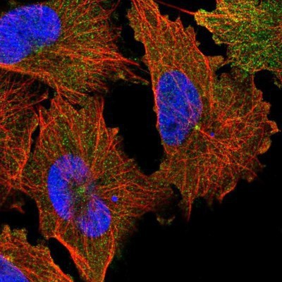 Immunocytochemistry/Immunofluorescence: BAALC Antibody [NBP1-89443] - Staining of human cell line U-251MG shows positivity in cytoplasm and centrosome.