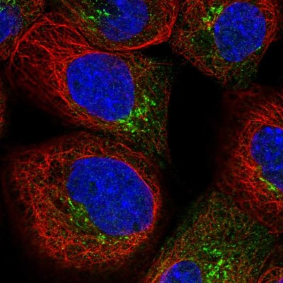 Immunocytochemistry/Immunofluorescence: AKAP9 Antibody [NBP1-89166] - Immunofluorescent staining of human cell line A-431 shows localization to the Golgi apparatus.