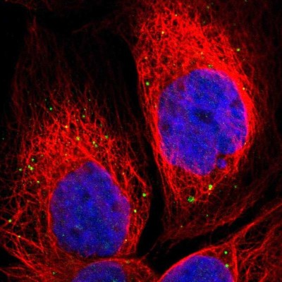 Immunocytochemistry/Immunofluorescence: NRSN2 Antibody [NBP1-88290] - Immunofluorescent staining of human cell line A-431 shows localization to vesicles.