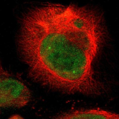 Immunocytochemistry/Immunofluorescence: DSN1 Antibody [NBP1-88302] - Immunofluorescent staining of human cell line U-251 MG shows localization to nucleus.