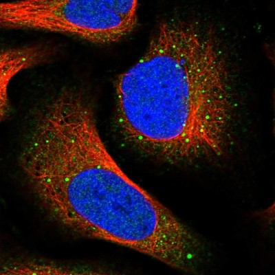 Immunocytochemistry/Immunofluorescence: GNIP Antibody [NBP1-89751] - Immunofluorescent staining of human cell line U-2 OS shows localization to nucleoplasm, cytosol & vesicles.