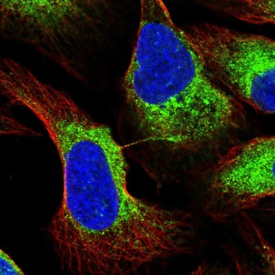 Immunocytochemistry/Immunofluorescence: RCN3 Antibody [NBP2-38627] - Immunofluorescent staining of human cell line U-2 OS shows localization to endoplasmic reticulum & vesicles.
