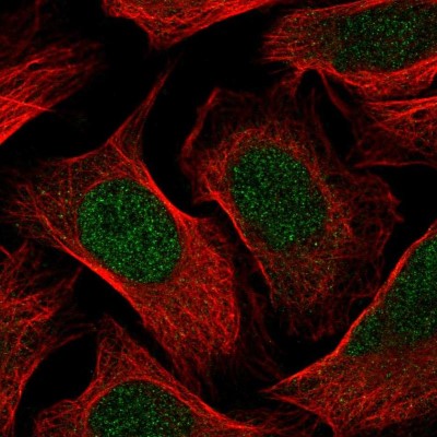 Immunocytochemistry/Immunofluorescence: p107 Antibody [NBP2-33791] - Immunofluorescent staining of human cell line U-2 OS shows localization to nucleoplasm.