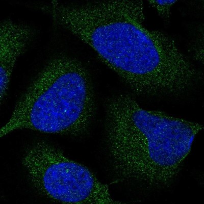 Immunocytochemistry/Immunofluorescence: CENPM Antibody [NBP2-34079] - Staining of human cell line U-2 OS shows localization to cytosol.