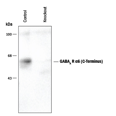 Western blot of forebrain lysates from wild type and  alpha 6 knockout animals, using approximately 5 - 7 μg of tissue per lane. Blots were incubated overnight at 2 - 8° C with anti-GABAA R,  alpha 6 subunit, C-Terminus diluted 1:1000. The antibody labeled the ~57 kDa  alpha 6 subunit of the GABAA R in the wild type (control) but not in the  alpha 6 knockout animals.