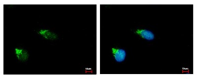 Immunocytochemistry/Immunofluorescence: GALNT2 Antibody [NBP1-32394] - Sample: HeLa cells were fixed in iced-cold MeOH for 5 min. Green: GALNT2 protein stained by GALNT2 antibody diluted at 1:500. Blue: Hoechst 33343 staining.