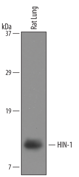 Western blot shows lysates of rat lung tissue. PVDF membrane was probed with 1 µg/mL of Goat Anti-Mouse/Rat HIN‑1/SCGB3A1 Antigen Affinity-purified Polyclonal Antibody (Catalog # AF2954) followed by HRP-conjugated Anti-Goat IgG Secondary Antibody (Catalog # HAF109). A specific band was detected for HIN-1 at approximately 10 kDa (as indicated). This experiment was conducted under reducing conditions and using Immunoblot Buffer Group 8.