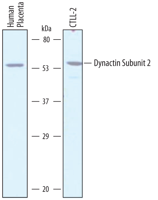 Western blot shows lysates of human placenta tissue and CTLL‑2 mouse cytotoxic T cell line. PVDF membrane was probed with 1 µg/mL of Sheep Anti-Human Dynactin Subunit 2/DCTN2 Antigen Affinity-purified Polyclonal Antibody (Catalog # AF6850) followed by HRP-conjugated Anti-Sheep IgG Secondary Antibody (Catalog # HAF016). A specific band was detected for Dynactin Subunit 2/DCTN2 at approximately 54 kDa (as indicated). This experiment was conducted under reducing conditions and using Immunoblot Buffer Group 1.