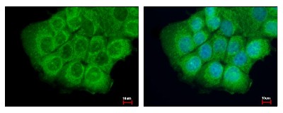 Immunocytochemistry/Immunofluorescence: ETHE1 Antibody [NBP2-16384] - A431 cells were fixed in 2% paraformaldehyde/culture medium at 37C for 30 min. Green: ETHE1 protein stained by ETHE1 antibody diluted at 1:500. Blue: Hoechst 33342 staining.