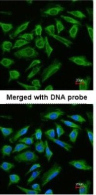 Immunocytochemistry/Immunofluorescence: TNIP2 Antibody [NBP1-32689] - Paraformaldehyde-fixed HeLa, using antibody at 1:200 dilution.