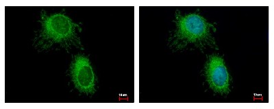 Immunocytochemistry/Immunofluorescence: HADH Antibody [NBP2-16776] - HeLa cells were fixed in 2% paraformaldehyde/culture medium at 37C for 30 min. Green: HADH protein stained by HADH antibody diluted at 1:500. Blue: Hoechst 33343 staining.