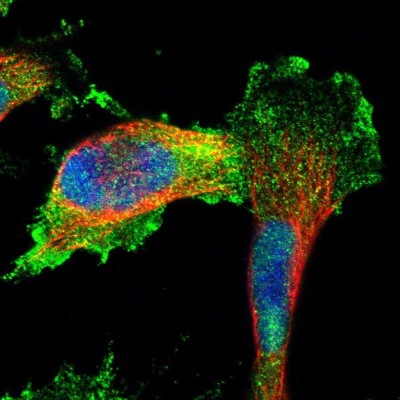 Immunocytochemistry/Immunofluorescence: FAM129B Antibody [NBP1-88784] - Immunofluorescent staining of human cell line U-251 MG shows localization to nucleoplasm, plasma membrane & cytosol.