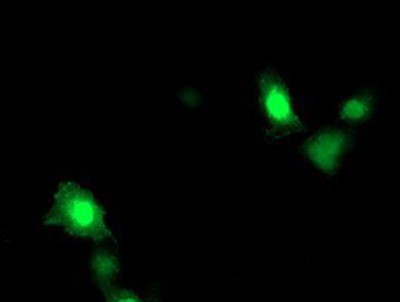 Immunocytochemistry/Immunofluorescence: ARL11 Antibody (1A5) [NBP2-01470] Staining of COS7 cells transiently transfected by pCMV6-ENTRY ARL11.
