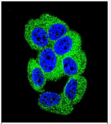 Immunocytochemistry/Immunofluorescence: PCDH20 Antibody [NBP2-30010] - Confocal immunofluorescent analysis of  (Center)(NBP2-30010) with MCF-7 cell followed by Alexa Fluor 488-conjugated goat anti-rabbit lgG (green).DAPI was used to stain the cell nuclear (blue).