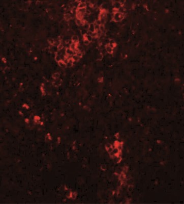 Immunofluorescence: BFAR Antibody [NBP1-77111] - Immunofluorescence of BFAR in mouse kidney tissue with BFAR antibody at 20 ug/mL.