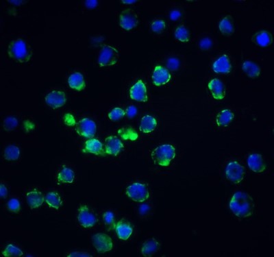 Immunocytochemistry/Immunofluorescence: Acinus Antibody [NBP1-76869] - Staining of Acinus in K562 cells with Acinus antibody at 20 ug/ml.