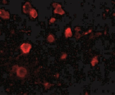 Immunofluorescence: SLITRK4 Antibody [NBP1-76878] - Human brain tissue with slitrk4 antibody at 20 ug/mL.