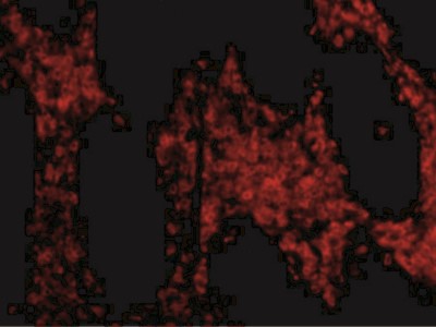 Immunofluorescence: HTRA2/Omi Antibody [NBP1-77195] - Immunofluorescence of OMI in human colon tissue with OMI antibody at 20 ug/mL.