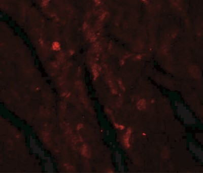 Immunofluorescence: IDH2 Antibody [NBP1-77176] - Mouse heart tissue at 20 ug/mL.