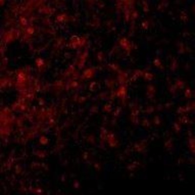 Immunocytochemistry/Immunofluorescence: BCMA/TNFRSF17 Antibody [NBP1-76774] - Human Spleen cells antibody at 10 ug/mL.