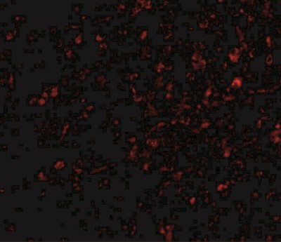 Immunofluorescence: NIPSNAP1 Antibody [NBP1-76888] - Human brain tissue with nipsnap antibody at 20 ug/mL.