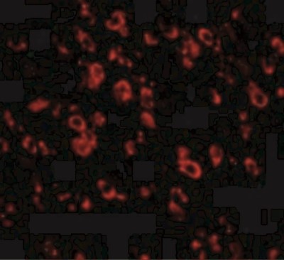 Immunocytochemistry/Immunofluorescence: Protocadherin-18 Antibody [NBP1-77005] - Immunofluorescence of PCDH18 in Mouse Brain cells with PCDH18 antibody at 20 ug/mL.