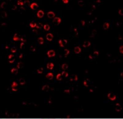 Immunocytochemistry/Immunofluorescence: SODD/BAG4 Antibody [NBP1-76897] - Hela cells.