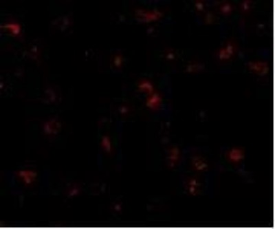 Immunocytochemistry/Immunofluorescence: GKAP/DLGAP1 Antibody [NBP1-76911] - Human Brain cells