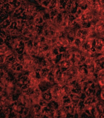 Immunofluorescence: TRAF-2 Antibody [NBP1-77248] - Immunofluorescence of TRAF2 in human liver tissue with TRAF2 antibody at 20 ug/mL.